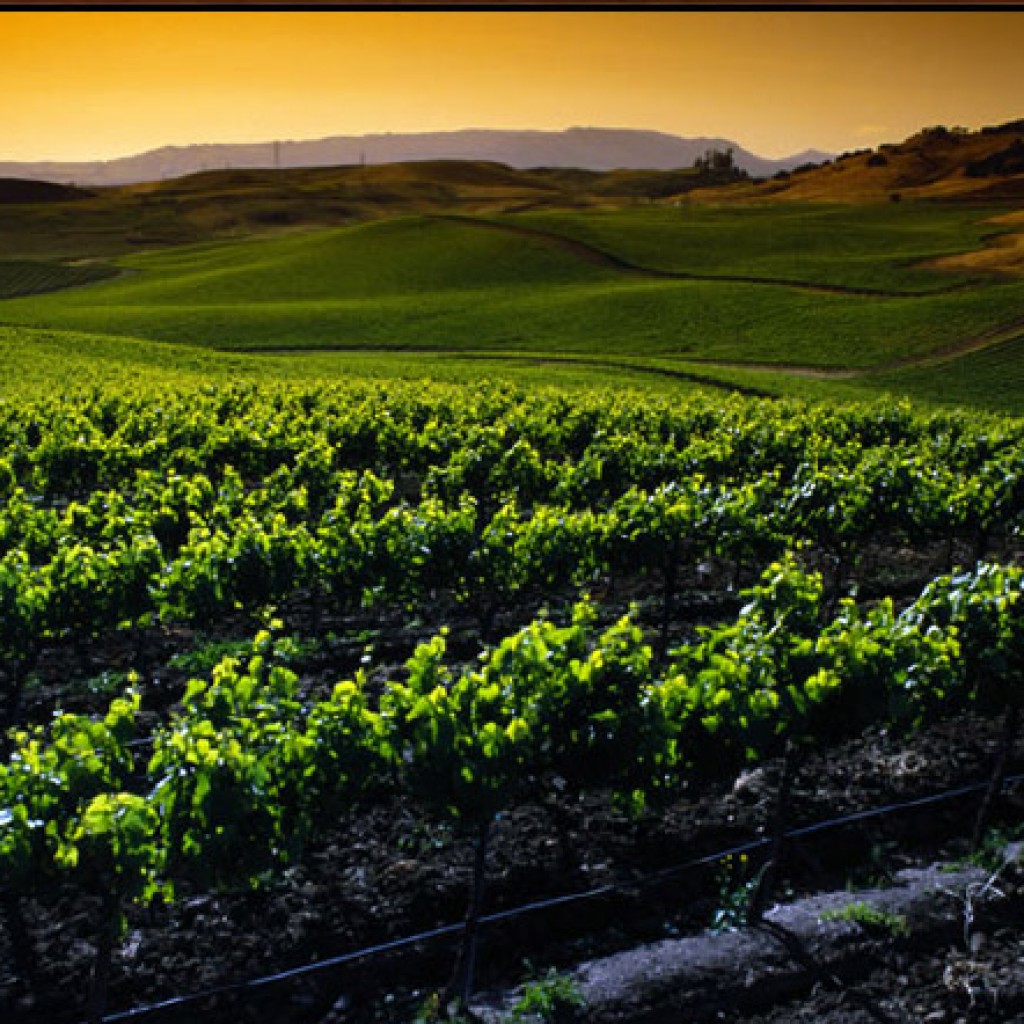 Cantina Visalli