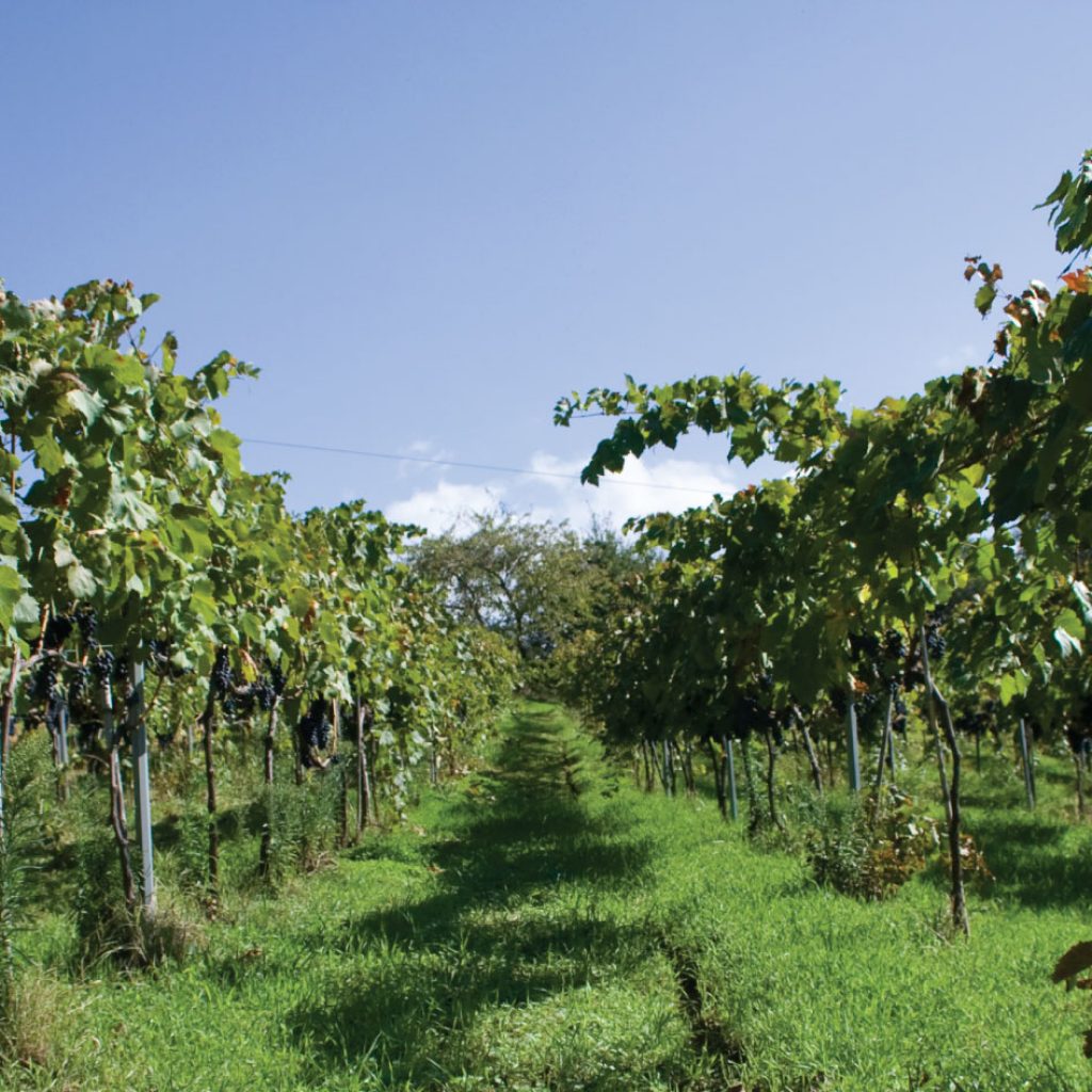 Spadafora
