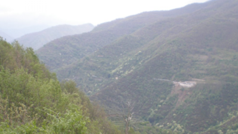 Antiche Vigne