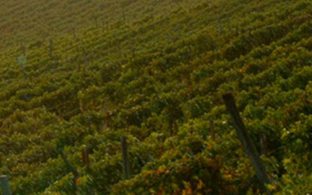 Cantina Bozzo