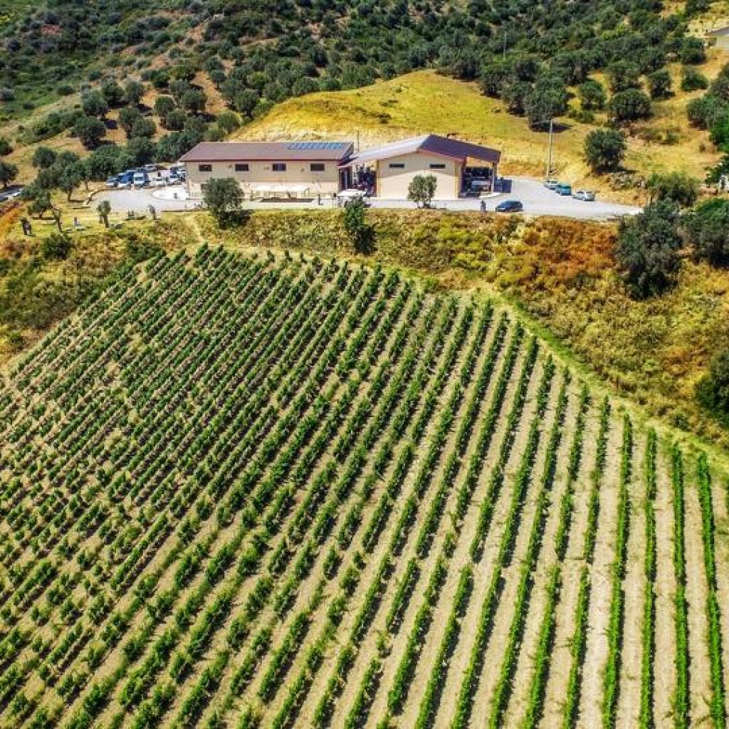 Baroni Capoano vigneti e cantina