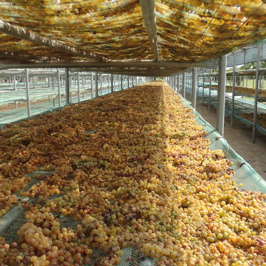 Tenuta Dioscuri