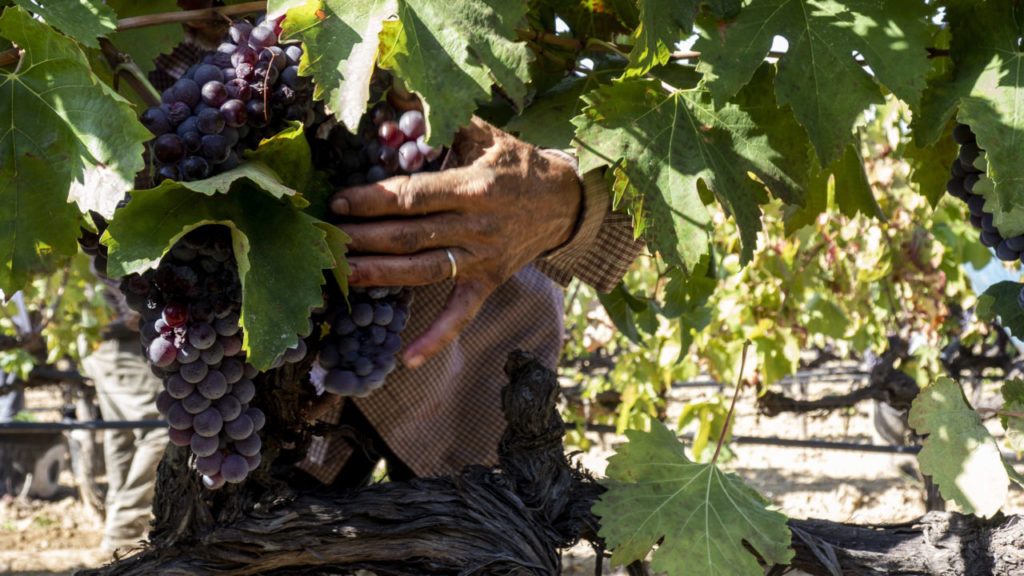  Cantina Enotria