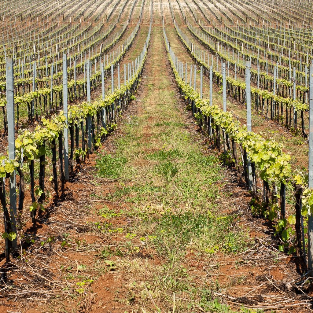 Cantine Campoverde