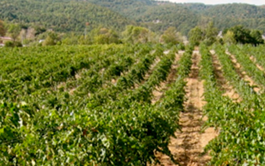  Cantine Gallicchio