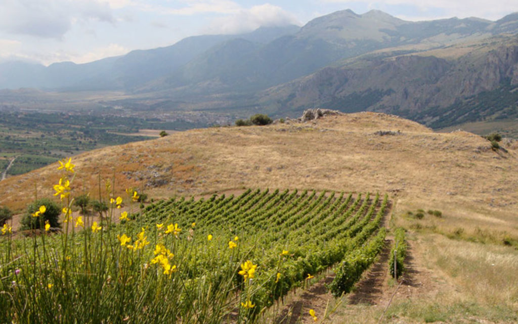 Azienda vitivinicola Rizzo Gennaro