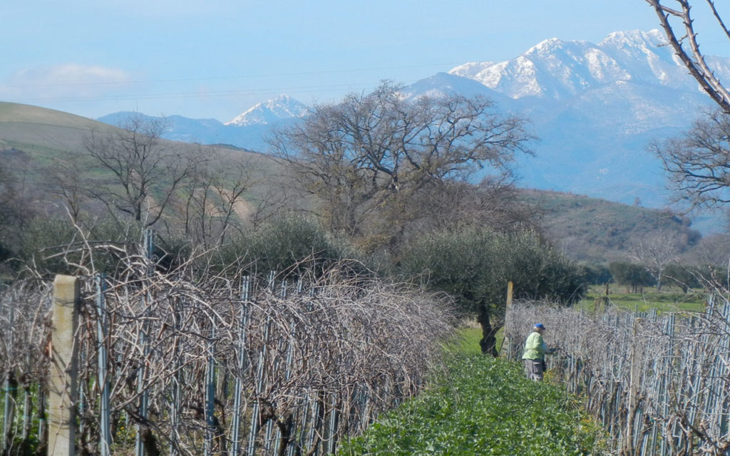  Azienda agricola Tibaldi Antonietta