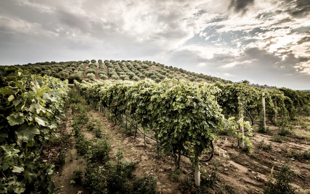 Cantina Val di Neto
