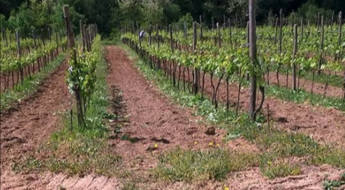 Cantine Elisium