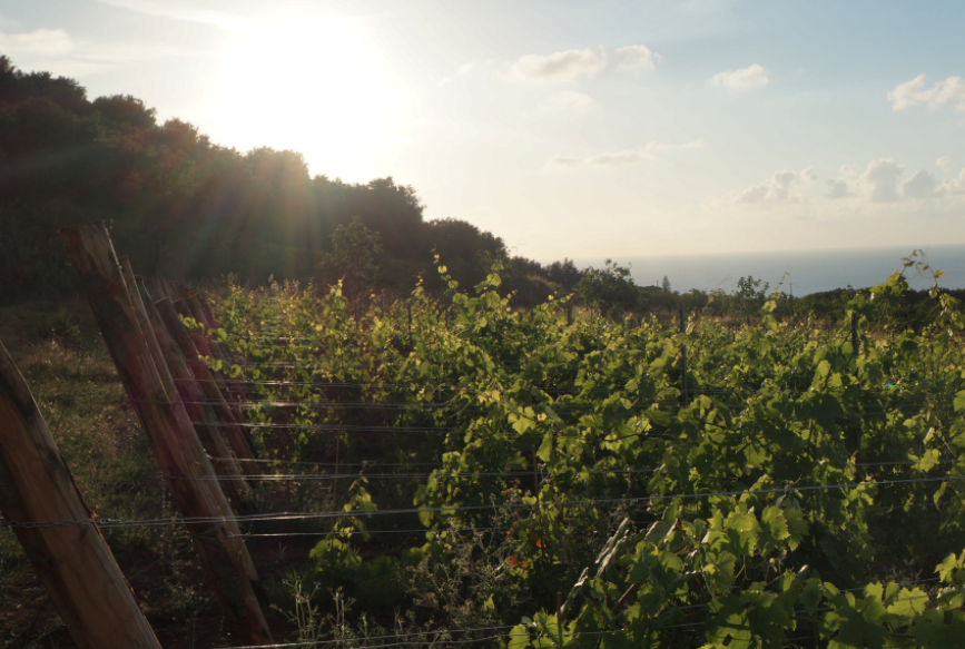 Cantine Artese