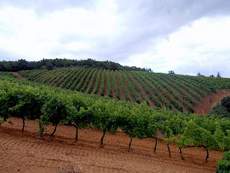 Cantine Chimento